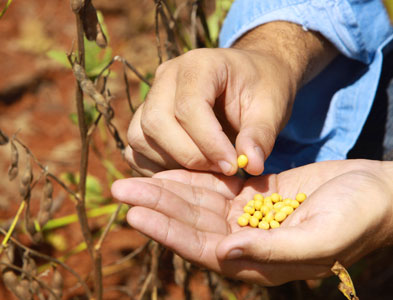Visita ao campo 
de soja em Uberlândia (MG).