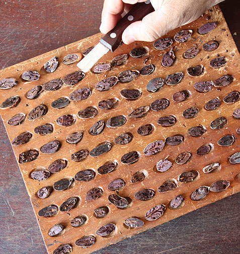 Controle de qualidade de mostras de cacau.