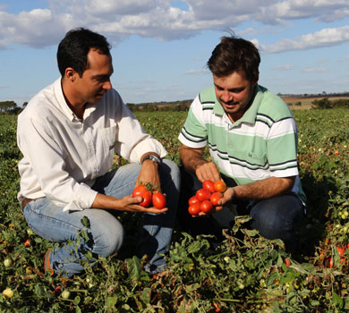 Visita à plantação de tomates.