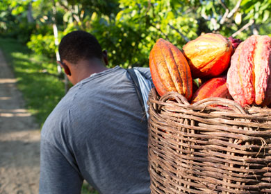 Produtor de cacau em Ilhéus (BA). Na região, essa cultura passa de geração para geração.